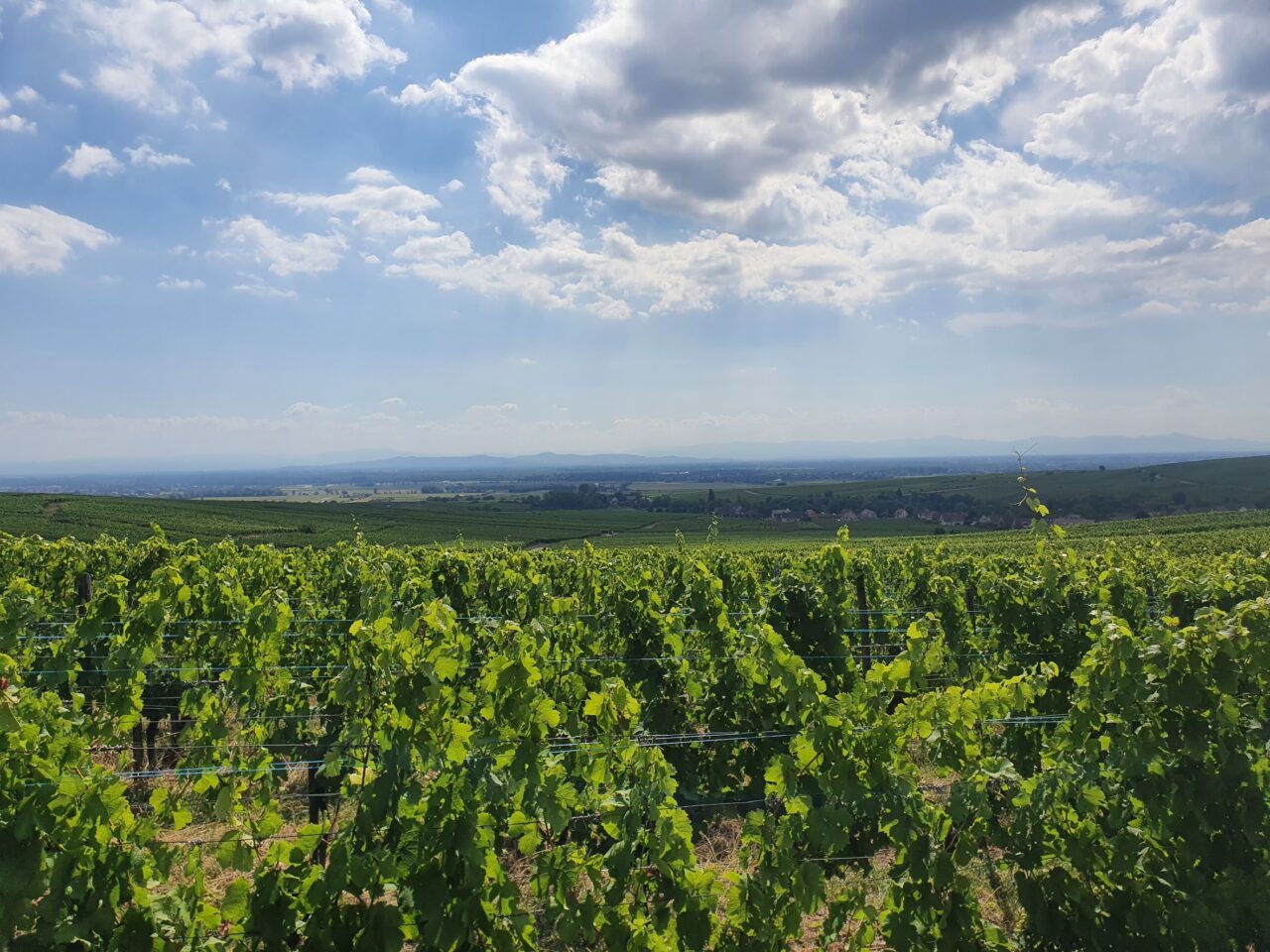 Omgeving Hunawihr: zicht op Rijndal en Zwarte Woud